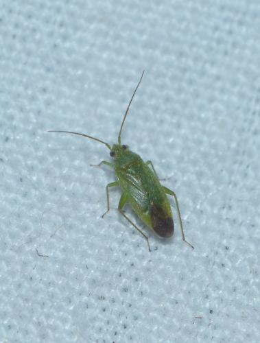 Réf. 197 979 : Orthotylus sp.